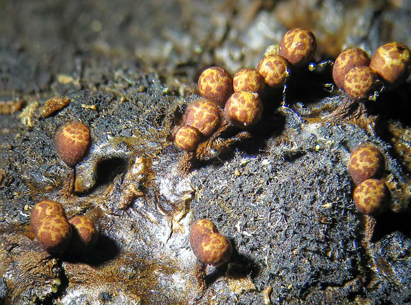 Trichia botrytis